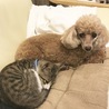 の写真