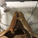 フトアゴヒゲトカゲ里親募集