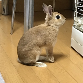 ネザーランドドワーフ 茶♀