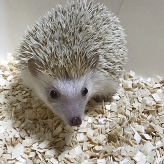 ハリネズミ 