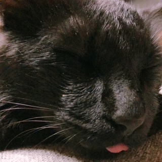 急募 黒猫 長毛 