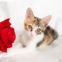 元気で懐こい　三毛猫のネルちゃん　♪