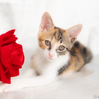 元気で懐こい　三毛猫のネルちゃん　♪