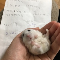 はむこ