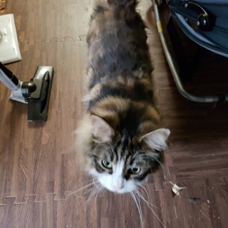 心優しい我が子の里親様を探しています…