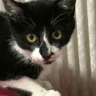 捨てられる運命だったタキシード子猫「福之助」