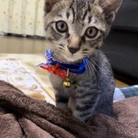 決まっていません