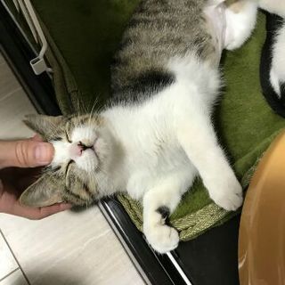 まん丸お顔の可愛い子猫「ティファニー」