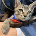 3ヶ月の男の子の子猫