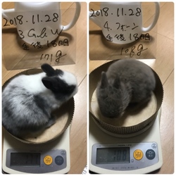 「生後18日目」サムネイル2