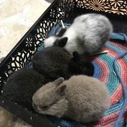 「生後18日目」サムネイル3