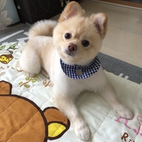 こっぺ