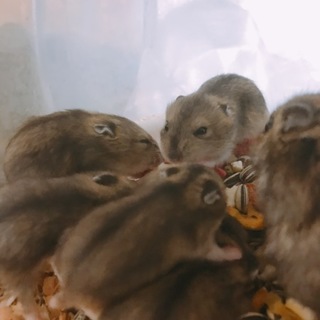 ジャンガリアンハムスターの里親さん募集