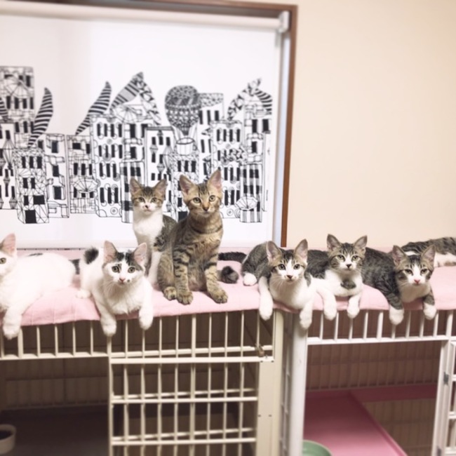 Quattro Gatti（クワトロガッティ）のカバー写真