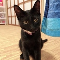 推定7カ月 黒猫ちゃん♀