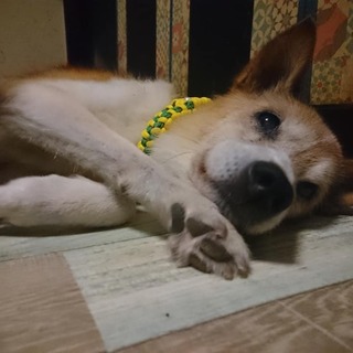 お空へ還りました。癒し系ゴーヤさん。