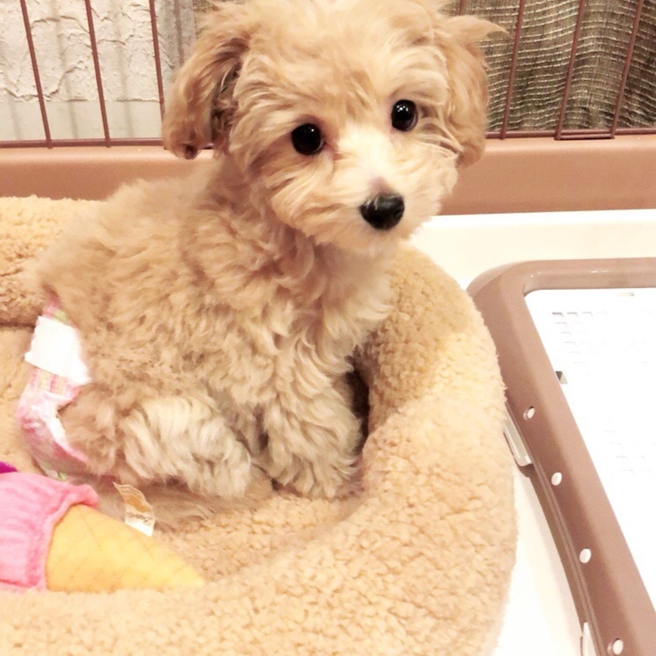 きなこのカバー写真