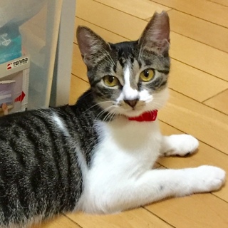 避妊手術済み  ５ヶ月の女の子