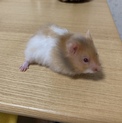 キャンセルが出たため里親さん募集中です