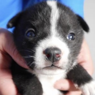 里親様に迎えられました。有難うございました。