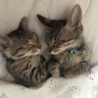 元気なキジトラ君♡2ヶ月男の子、2匹☆彡.。