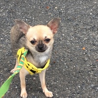 吉田さおり