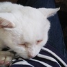 オッドアイの白猫 サムネイル2