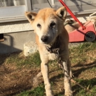 父急逝のため里親募集