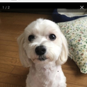 マルプー