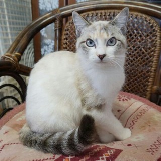 エキゾチックなお顔だち☆パステル三毛☆もふこ