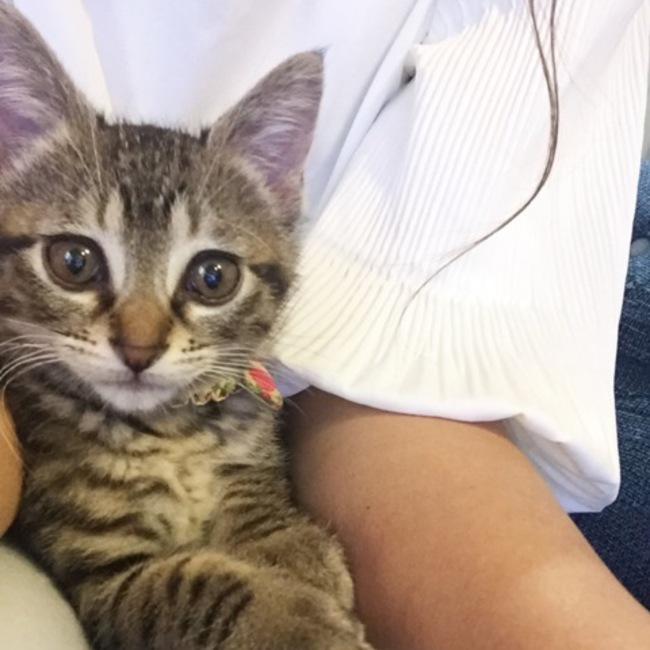 かおかおかおりんのカバー写真