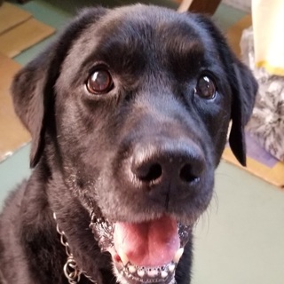 黒ラブ・アダム、里親さま決定！