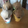 ネザーランドドワーフの赤ちゃん サムネイル4