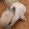 ネザーランドドワーフの赤ちゃん サムネイル5