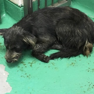 テリアミックス黒長毛半ノラお母さん犬
