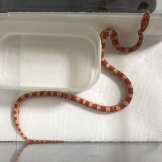 コーンスネーク アルビノ ヤングサイズです