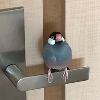 あずき}