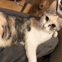 みかげ