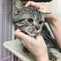 アメリカンショートヘア1才