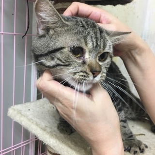 アメリカンショートヘア1才