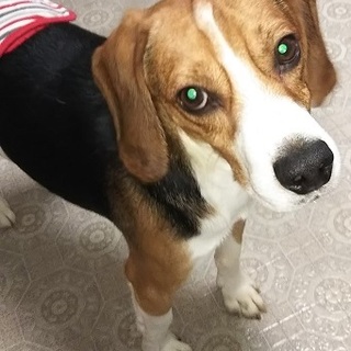 フレンドリーで穏やかなビーグルの男の子１歳過ぎ