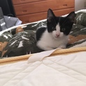 性格おっとりなメス猫ちゃんです