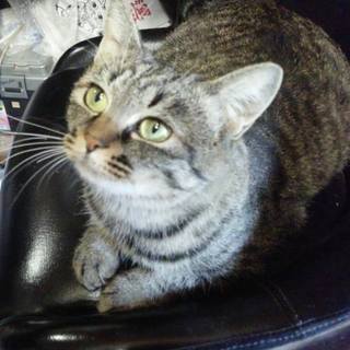 里親決定❤️マリーちゃん❤️もらってください♪