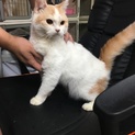 スコティッシュホールド3才