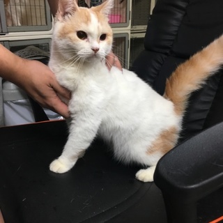 スコティッシュホールド3才