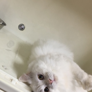 スコティッシュホールド長毛1才