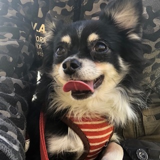 正式譲渡になりました