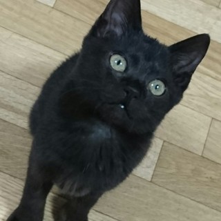 真っ黒ちびっこレイスちゃん❤