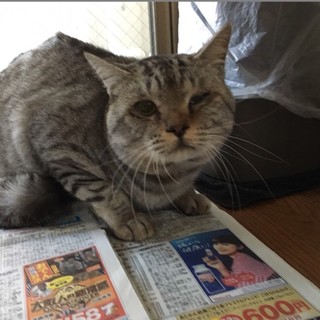 優しいサバトラ君♡里親募集！