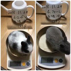 「生後19日目」サムネイル2